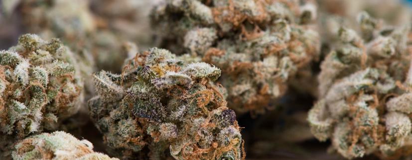 cbd booster shot guide